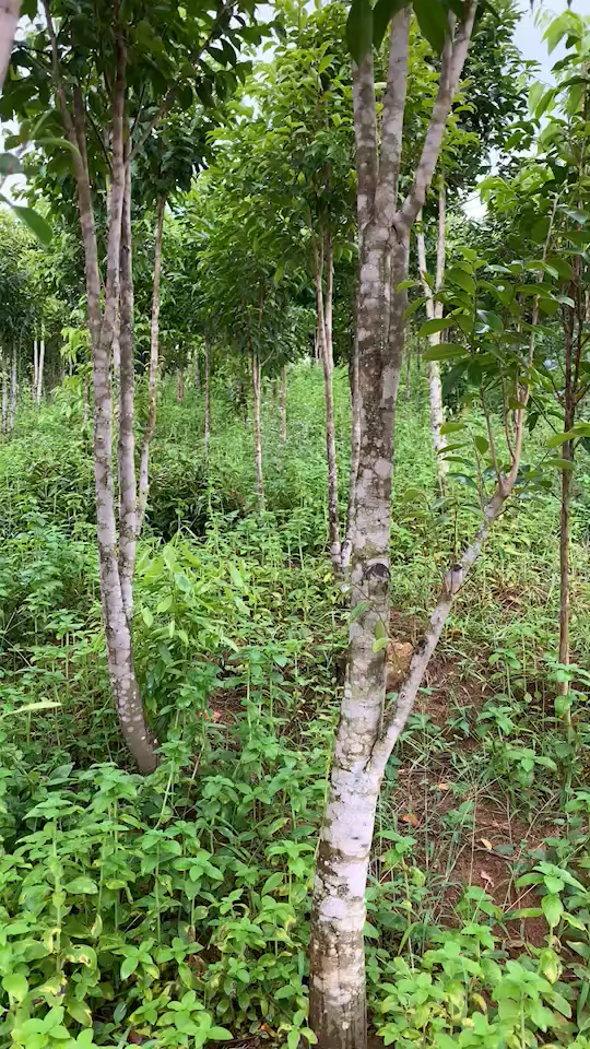 奇楠#一个朋友种的奇楠树,间距太小.