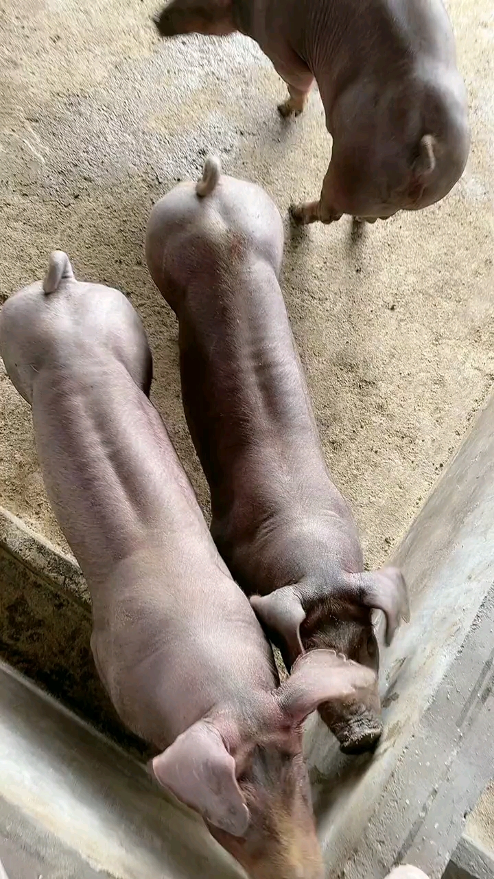 养猪#新美系杜洛克小种猪,自己繁殖,养猪人:加油