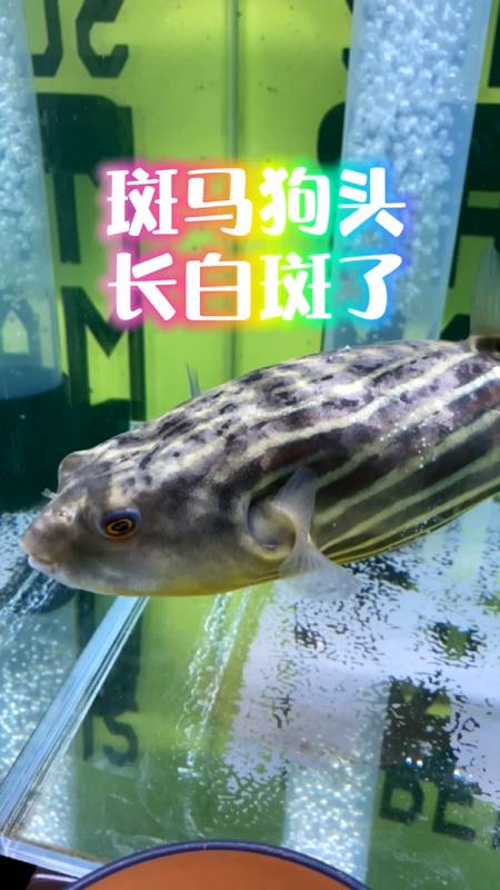 有谁告诉我斑马狗头得什么病了吗?别说白点病,肯定不是.-度小视