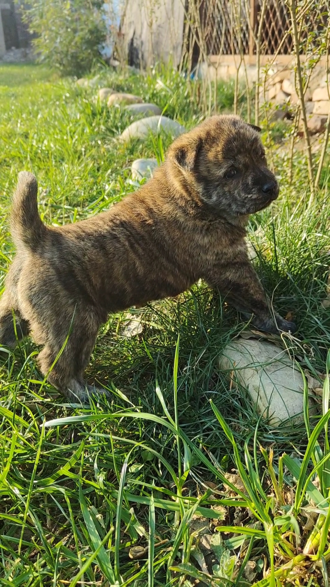 广西土猎犬#闲庭信步,没事出来散散步!