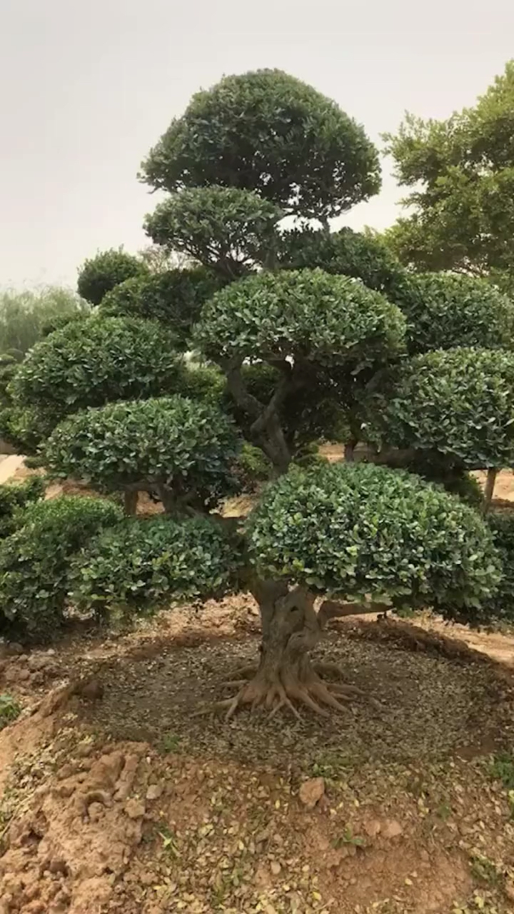 门前庭园风景树#精品瓜子黄杨造型树-全民小视频
