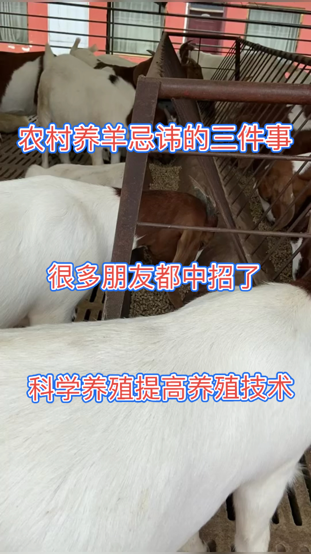 养羊八禁忌图片