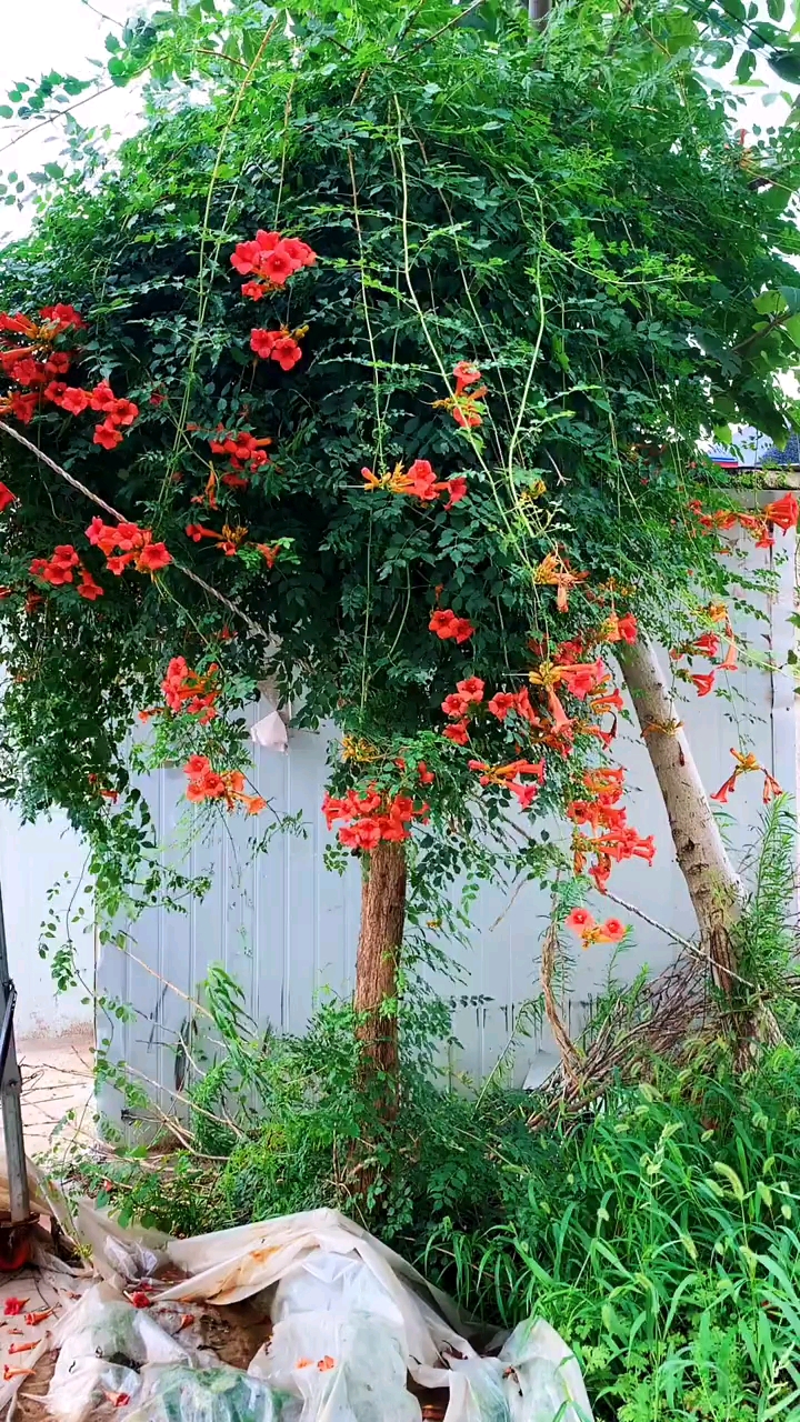 爬藤凌霄花,耐寒耐旱南北方都可以栽植,花開整個夏天