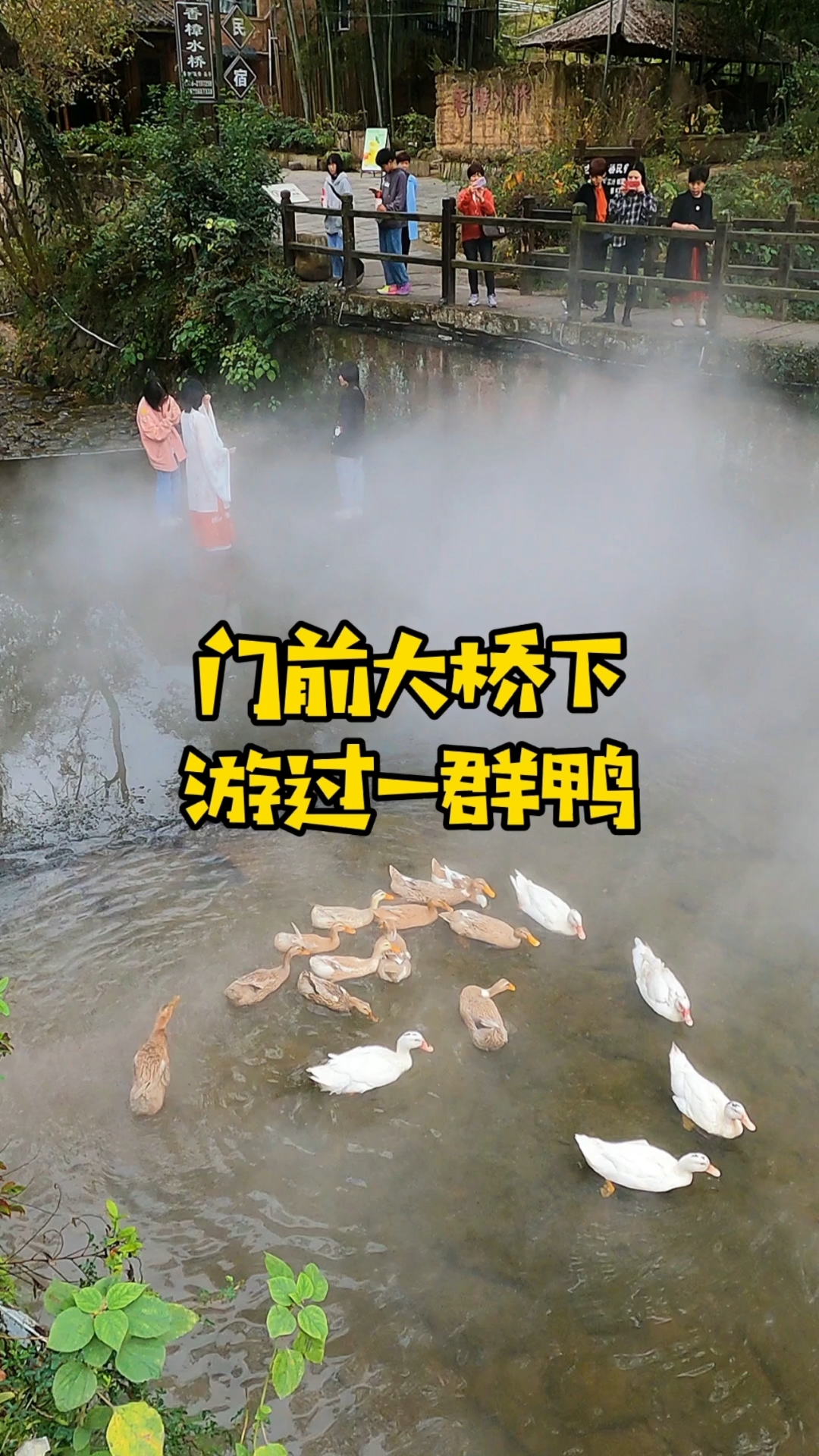 华夏好风光#堰头村,门前大桥下游过一群鸭