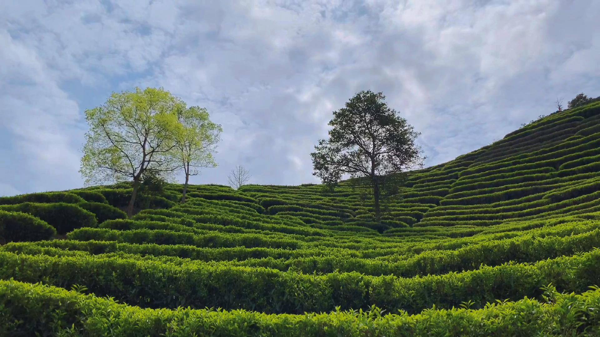 路上的风景#春满茶园(拍于饶平坪溪)