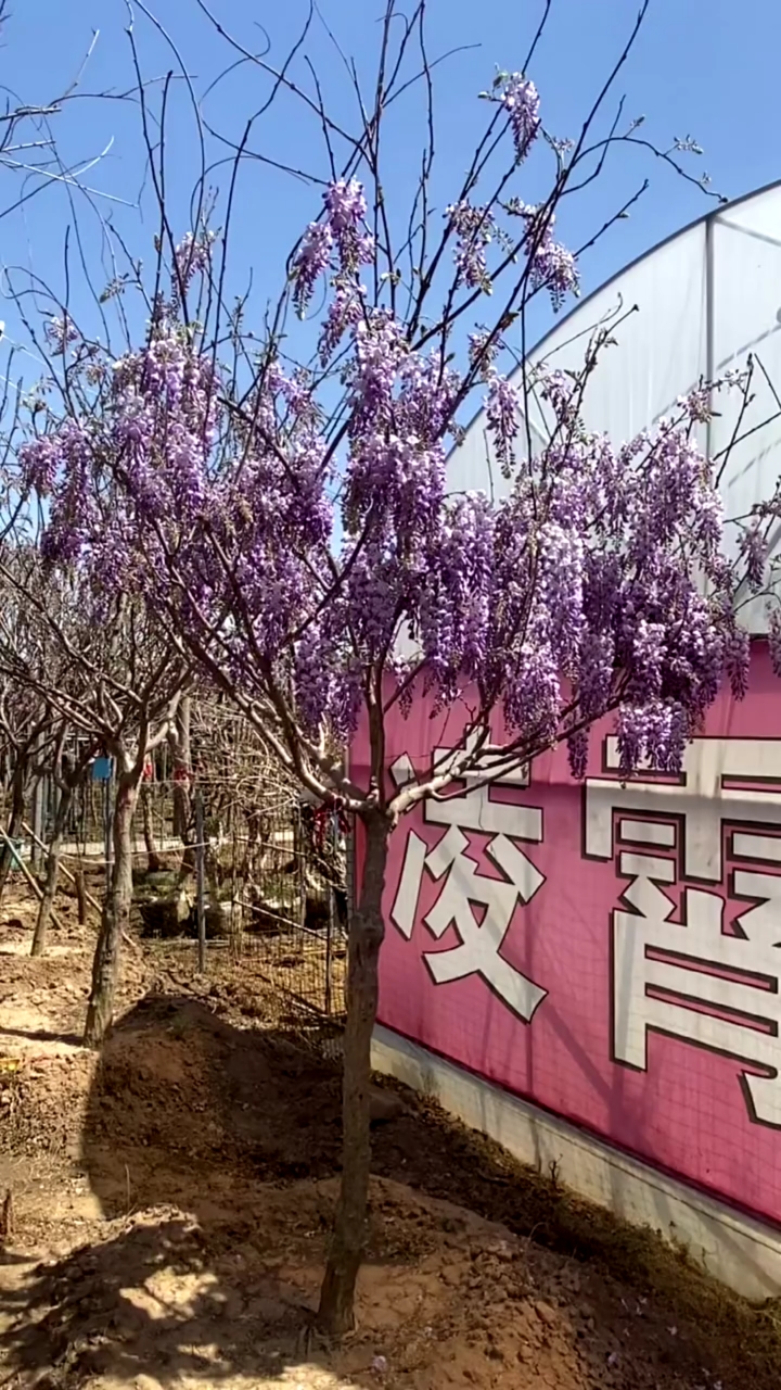 紫藤花樹開花濃香型寓意紫氣東來家宅祥瑞,耐寒耐旱,南北方都可以栽植