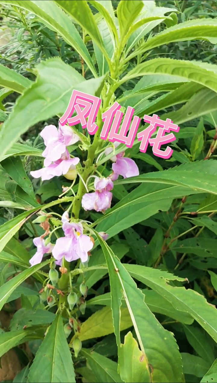 认识中草药#学名:凤仙花,一年生草本植物,花叶可以染指甲,种子成熟时