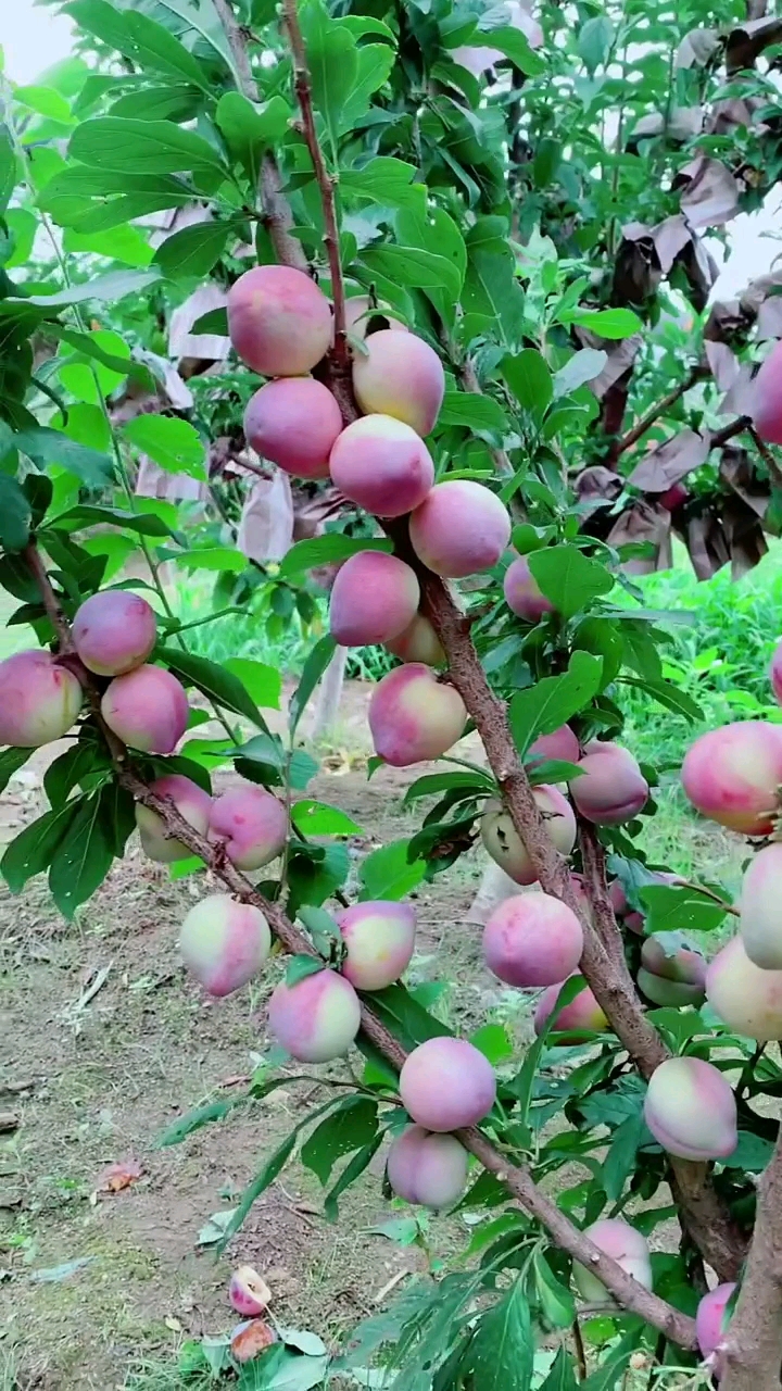 吉胜李子想种植关注一下