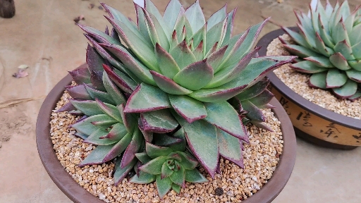 多肉植物#霸气的超级美宽乌木,大单头和群生任你选!