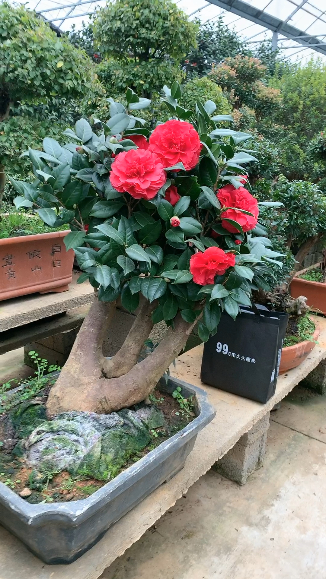 春秋战国茶花老桩