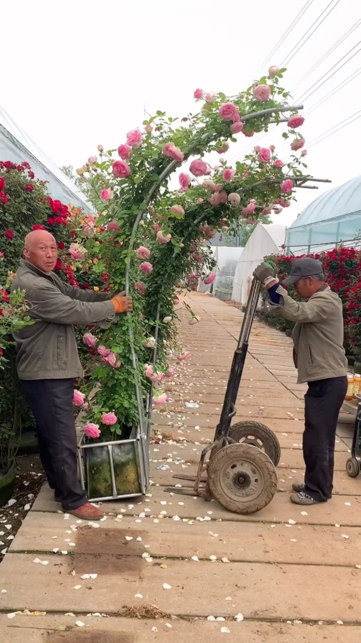 藤本月季粉色龙沙宝石成品拱门