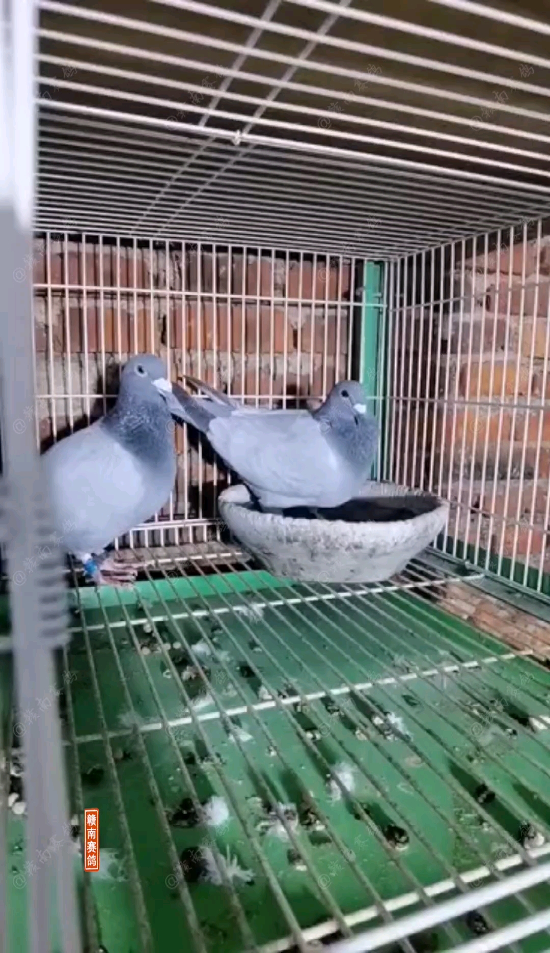 鸽子无杠灰养鸽也有好几年了这种羽色还是第一次见和没有见过的朋友