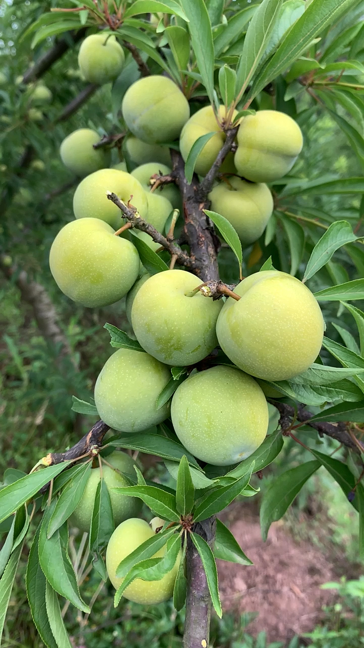 脆李子#四川脱骨脆李!