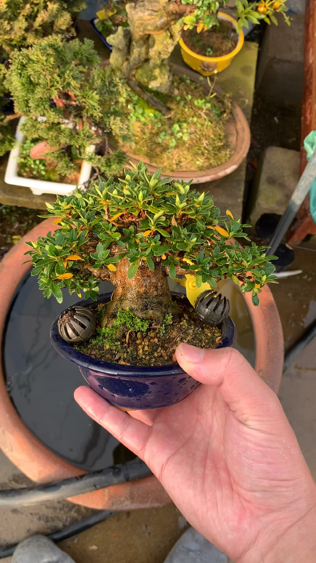 超级矮霸明美之月杜鹃花