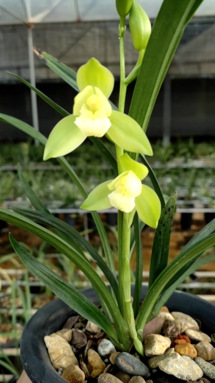 兰花#建兰～新品明月素荷