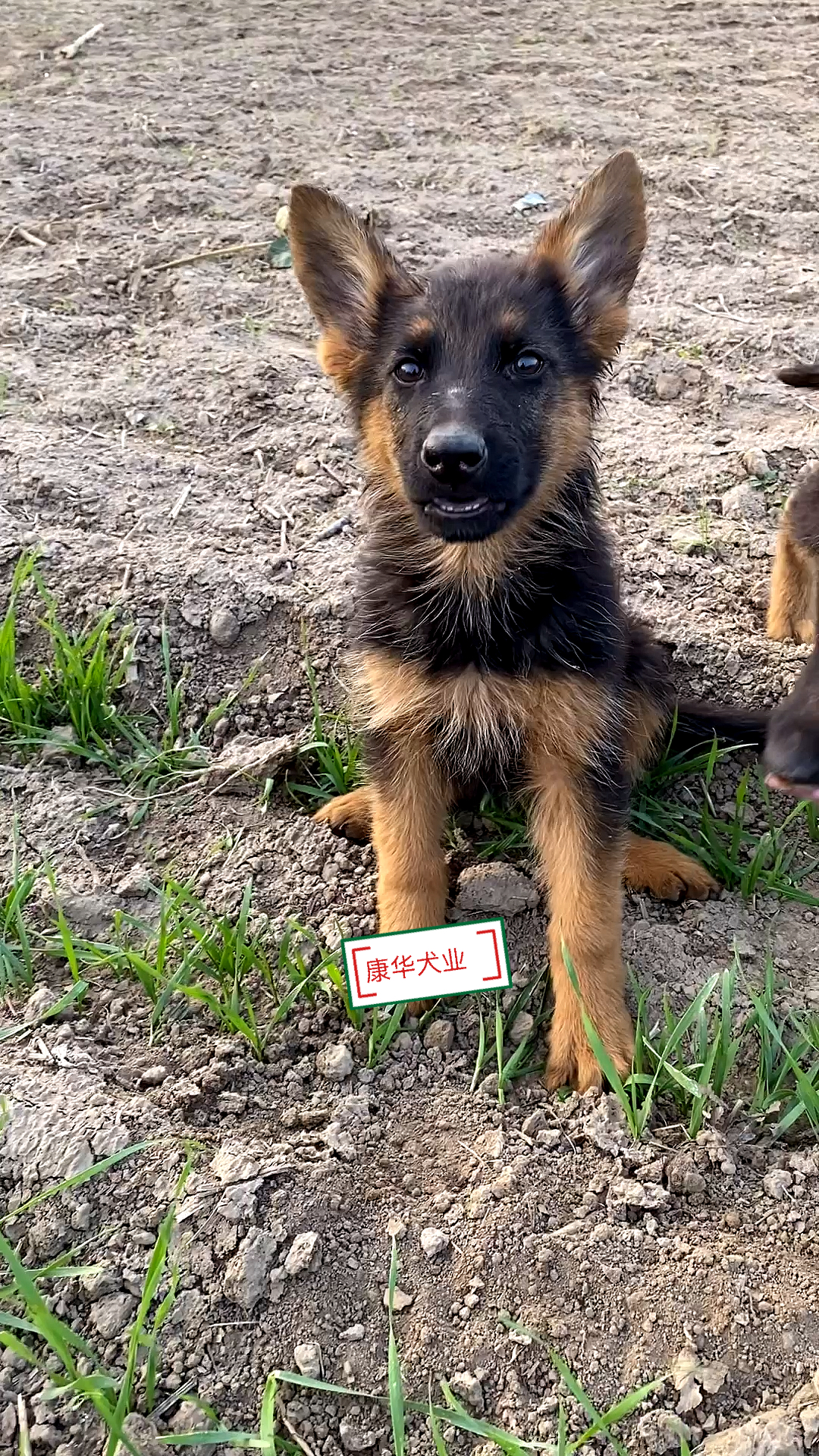 两个月暴脾气的小德牧犬奶凶奶凶的样子还挺可爱