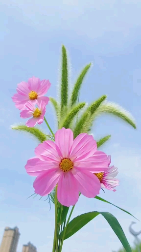 狗尾巴花爱情的象征