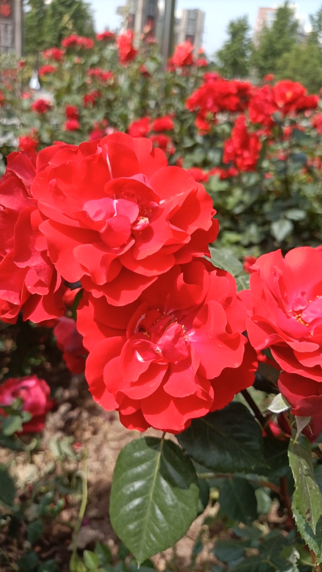 喜庆漂亮的红色月季花美丽动人!