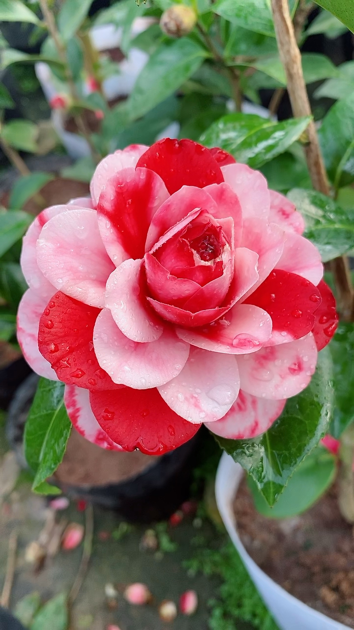 复色都德宝贝少有的开品开的太美了