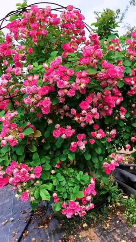 藤本月季胭脂扣看看花量多不多-度小视