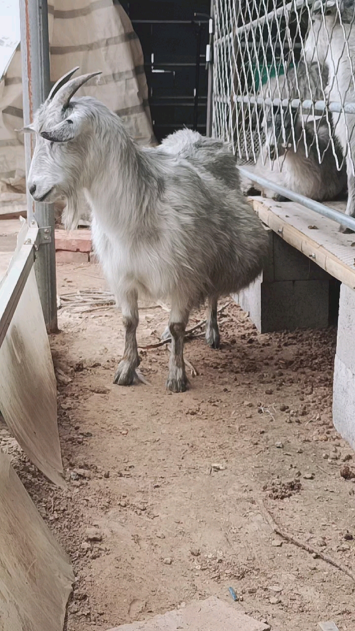 纯种青山羊#纯种青山羊一年两窝一窝三到五天只