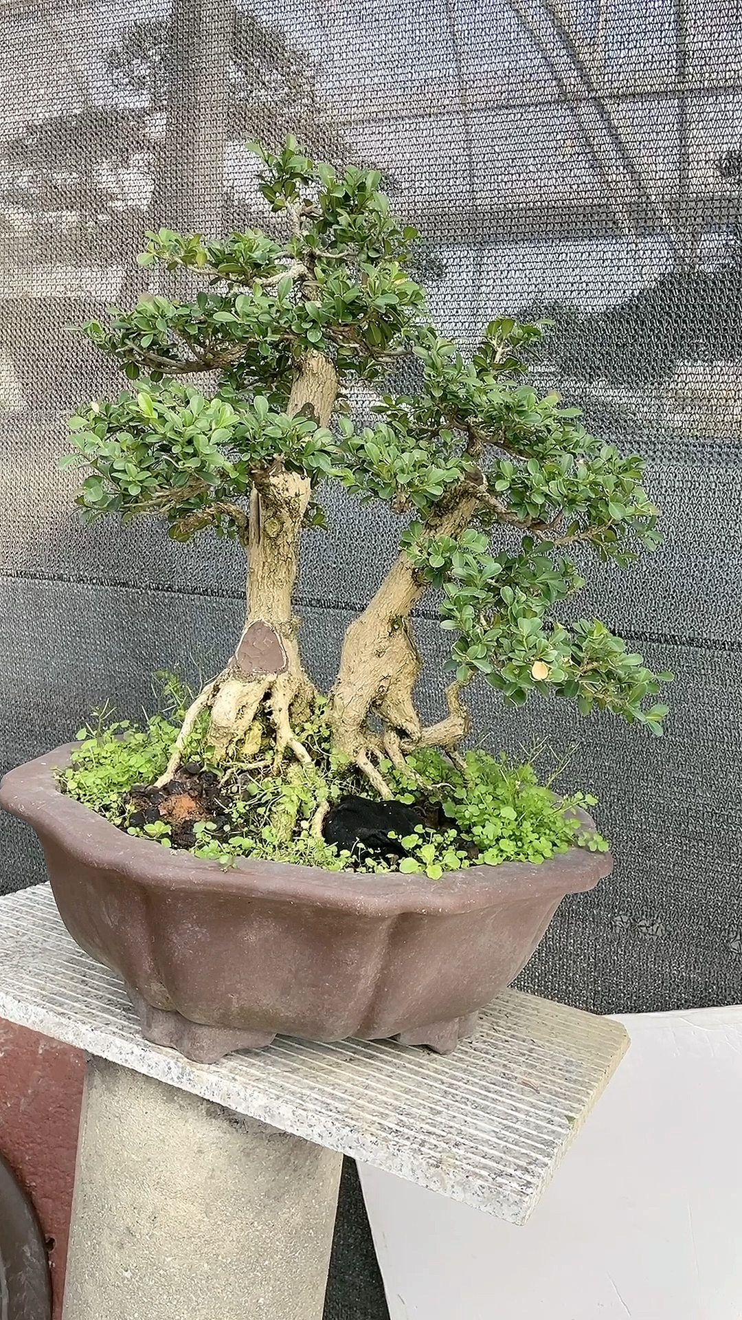 一本三杆瓜子黄杨,经过调整,又是一颗好树!-度小视