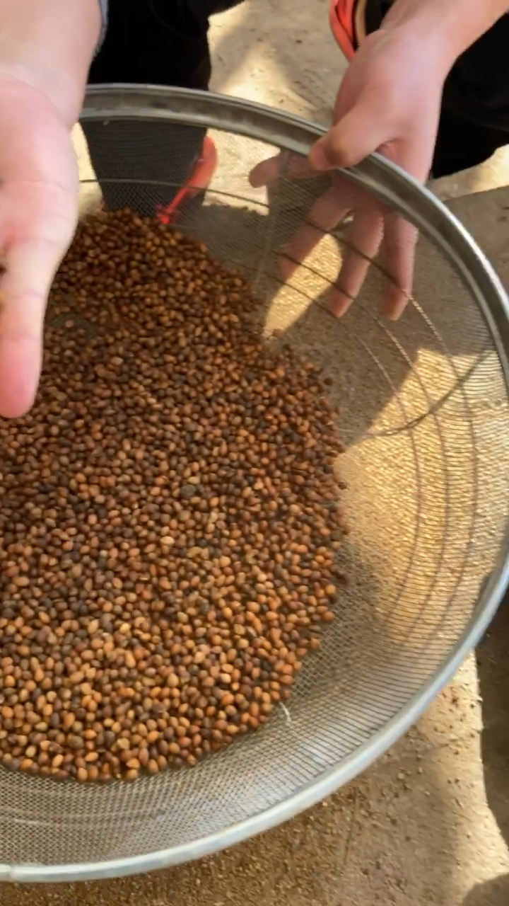 嫁接大樱桃最好的砧木马哈利