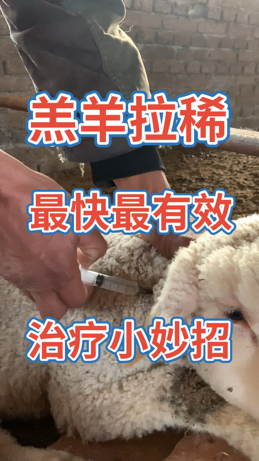 羔羊拉稀最快最有效的治疗小妙招