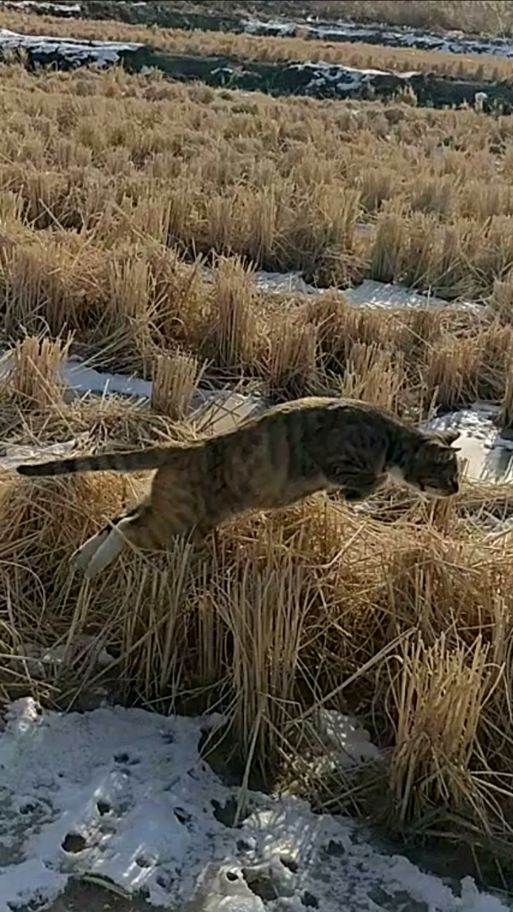 俄罗斯猫猫狩猎图片