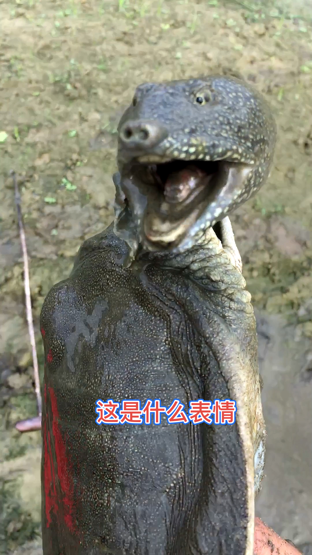 农村良弟抓甲鱼:工具探索的声音脆脆的,上大货-度小视