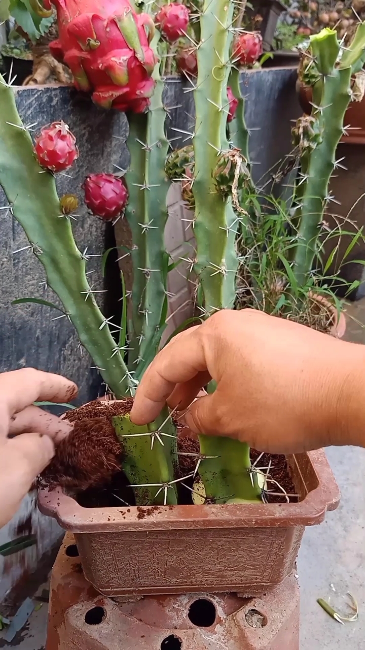 火龙果扦插后多久可以浇水