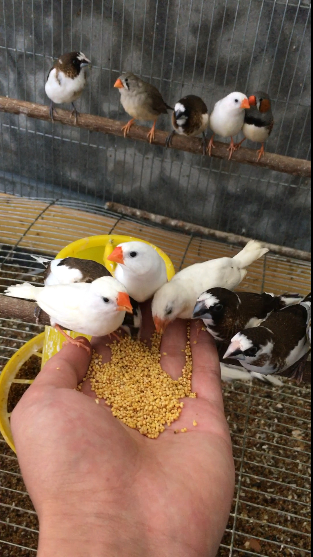 人工繁殖#怎么让七彩麻雀十姐妹上手不怕人听话晚上把食物拿出来早上