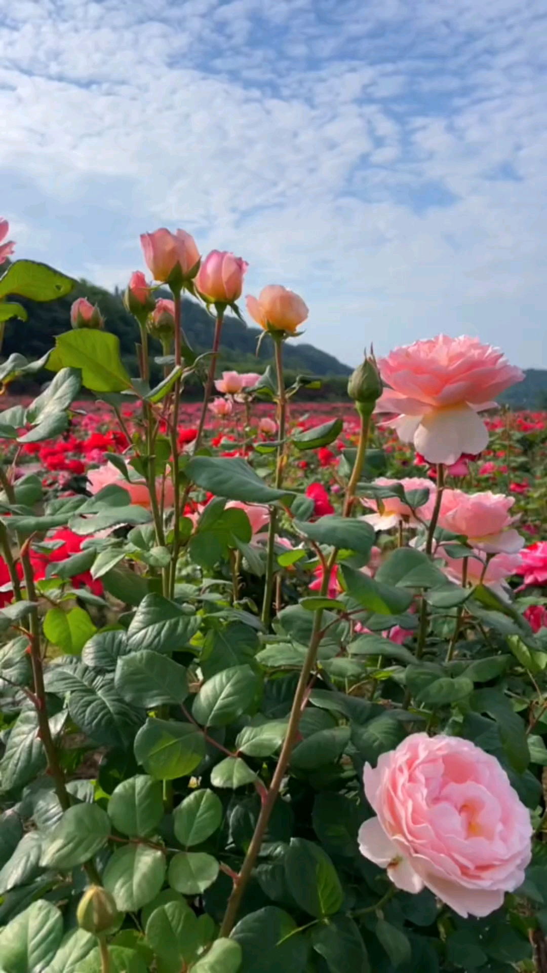 重庆:山城玫瑰花海