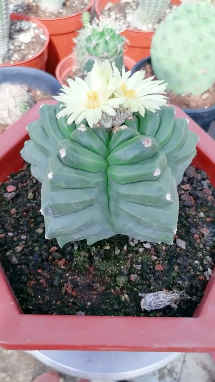 漂亮的多肉,白花太好看