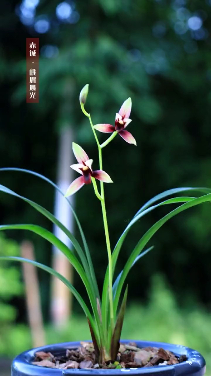 兰花#建兰三剑客之赤诚