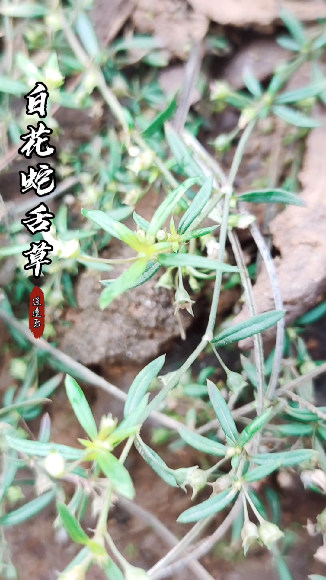 认识中草药#百草中药之白花蛇舌草,茜草科植物,一年生草本,秋季采收