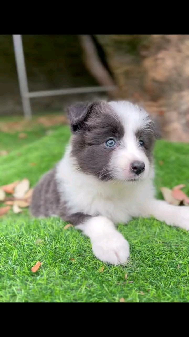 边牧#稀有蓝白边牧