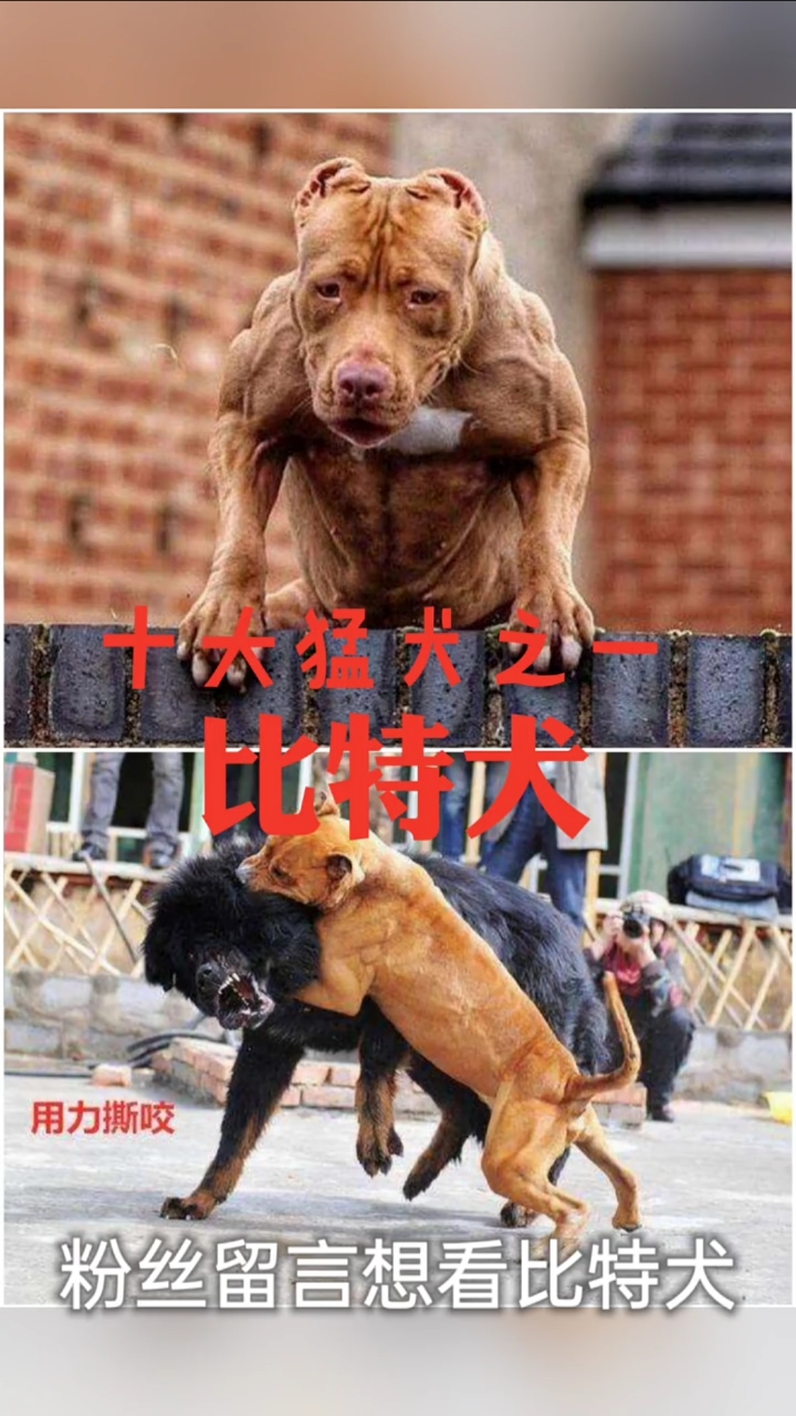 珍珠血统比特犬图片图片