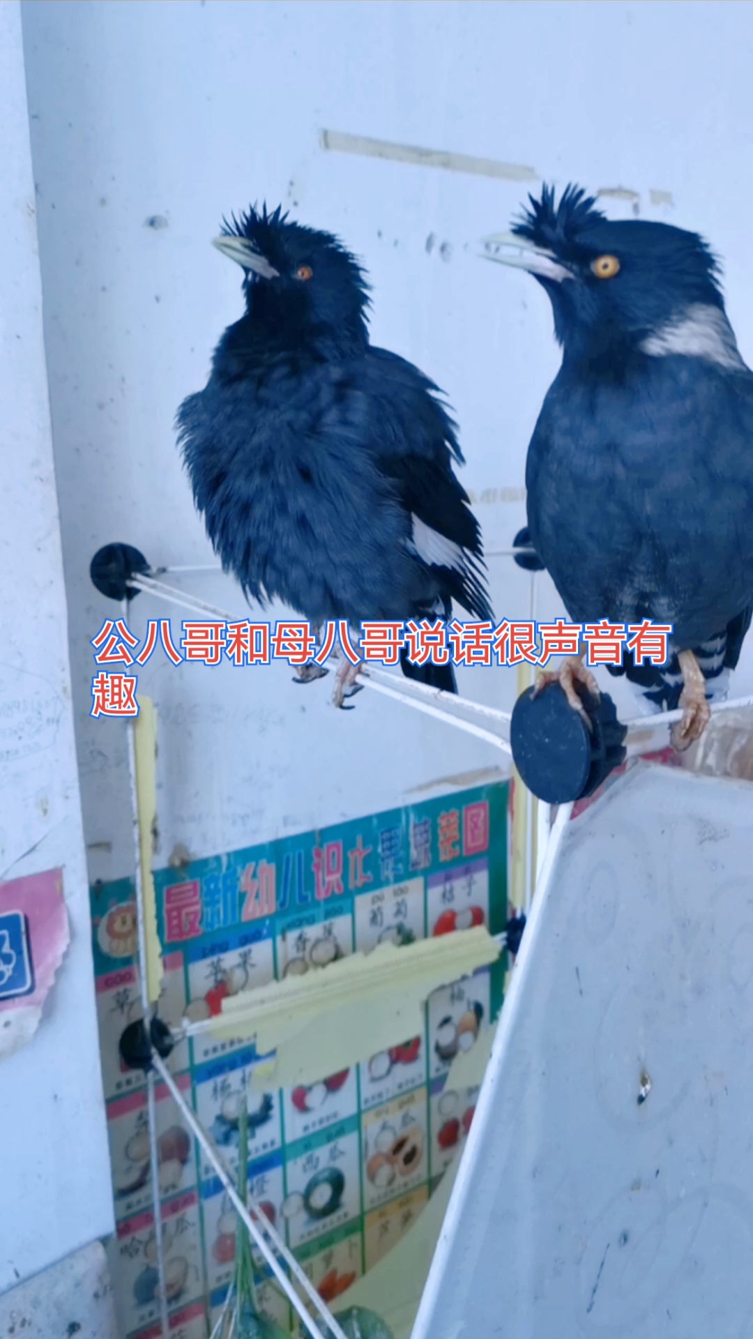 公八哥和母八哥说话很声音有趣