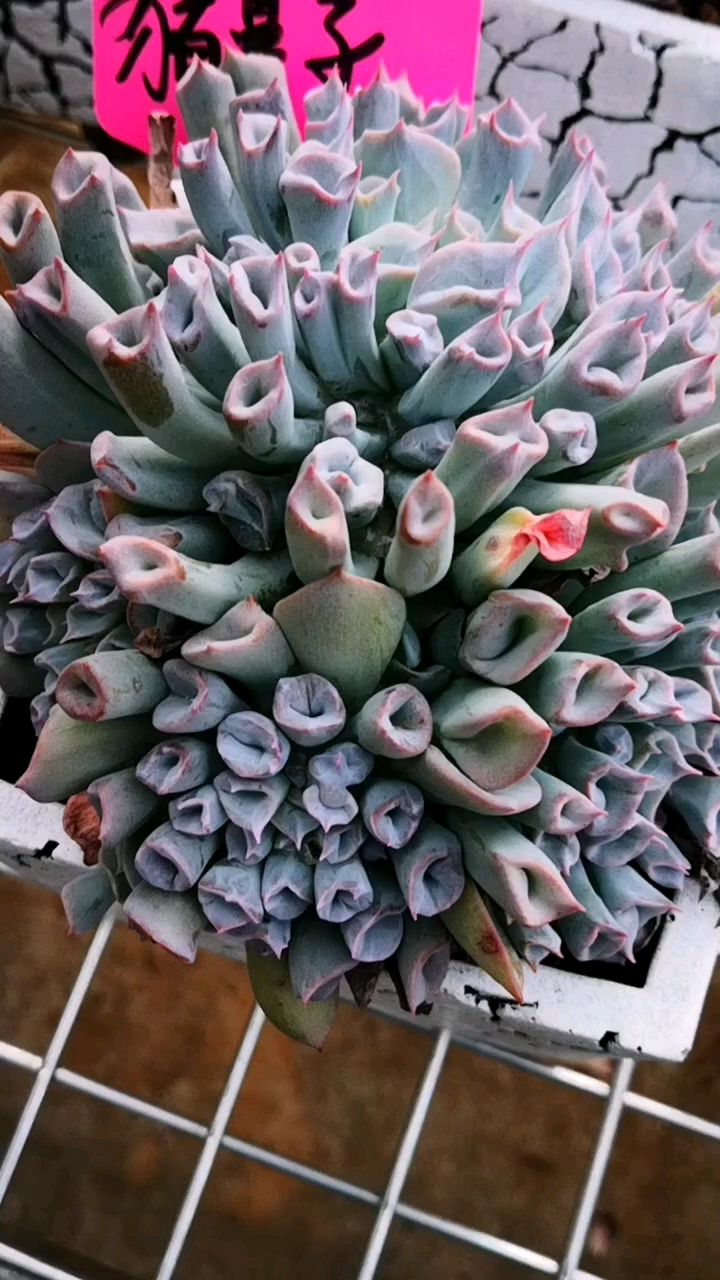 多肉植物#粉粉的猪鼻子就是这么可爱,你被它萌到了吗?-度小视