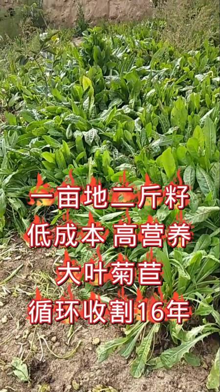 菊苣#菊苣种一次可循环收割16年,割一茬长一茬,养猪首选牧草!