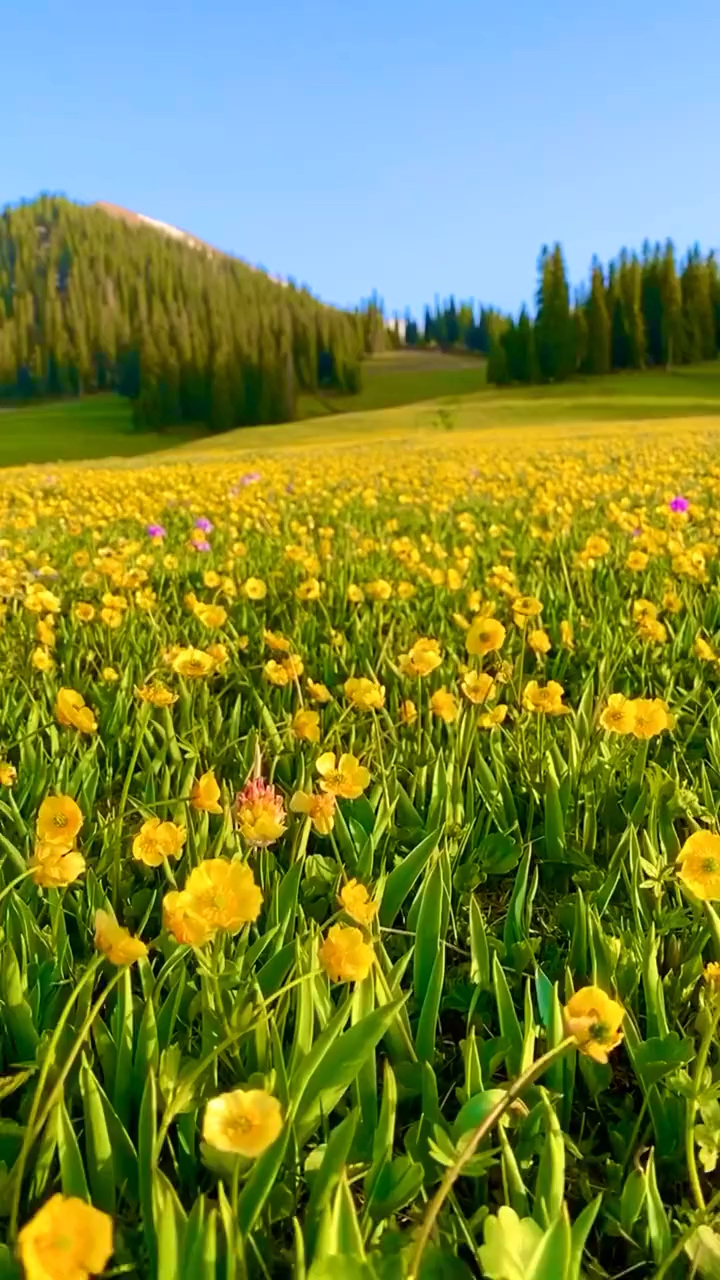 最美风景#今年你还会错过哪满山遍野的野花吗?(2020年4月28日的伊 ))