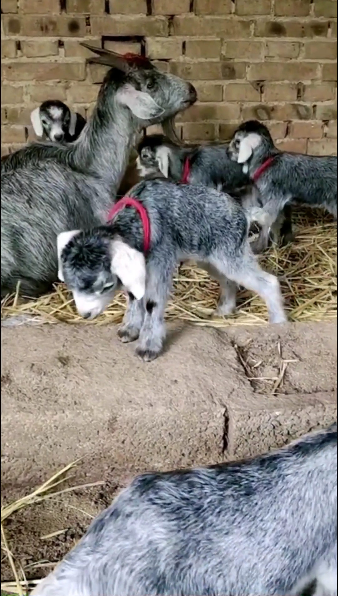 青山羊俗称狗羊,一年两窝,一窝3～5只,适合南北方养殖.