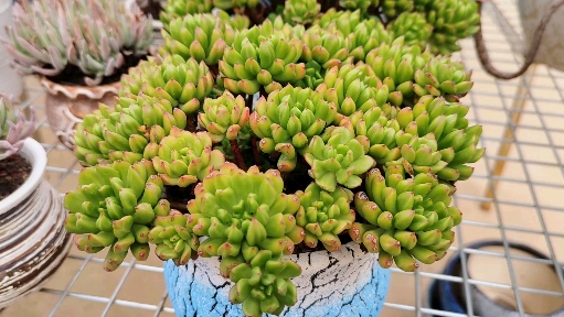 多肉植物#小灯笼的绿色状态来了,下一次变红会更迷人!