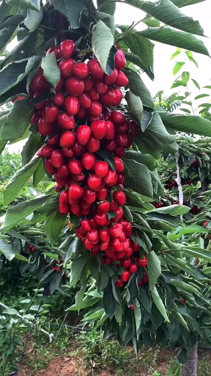 吉塞拉矮化美早大樱桃的丰产是不用质疑的!南北方可种植,亩栽110颗!