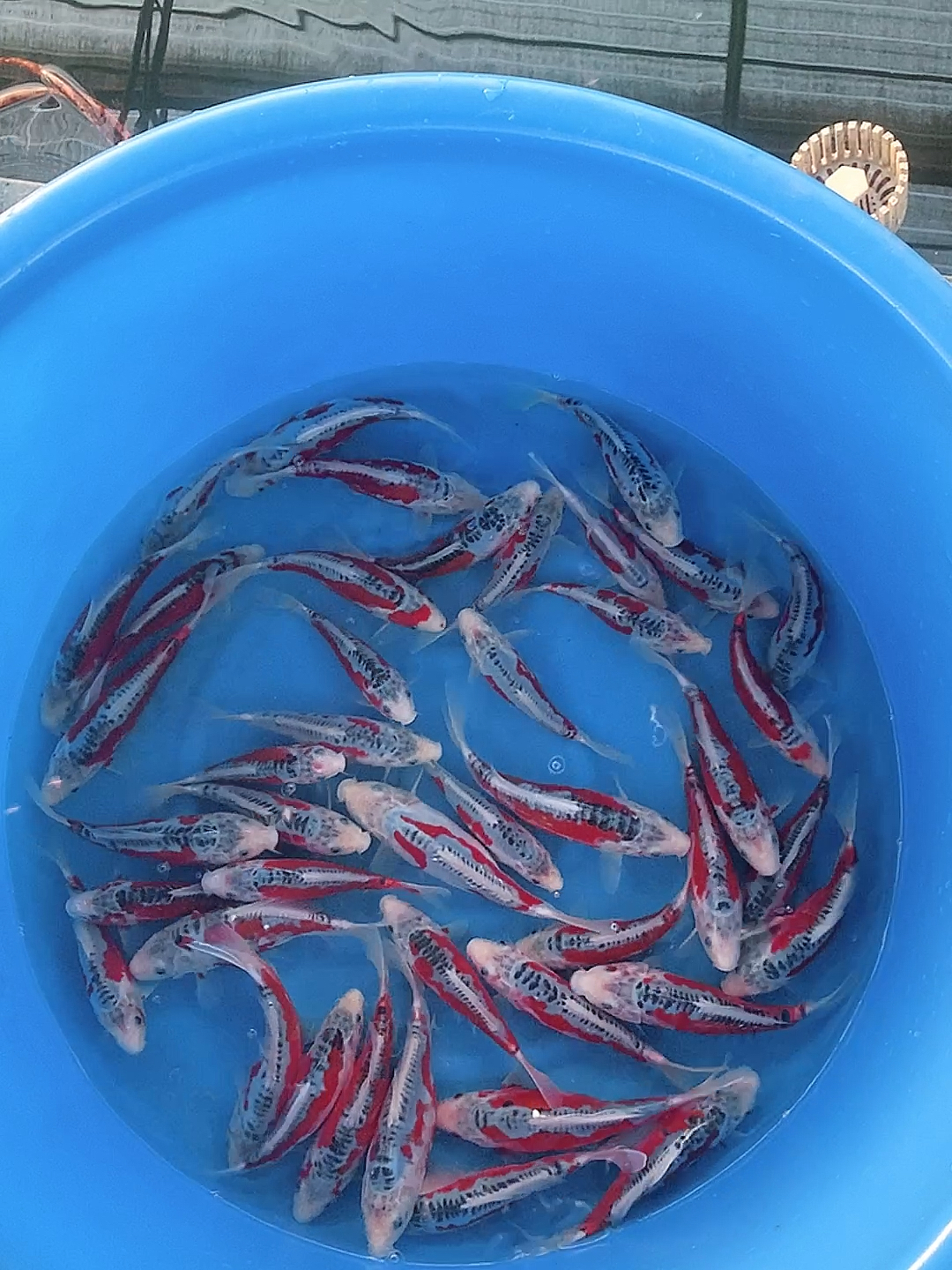 锦鲤20到25公分精品秋翠锦鲤