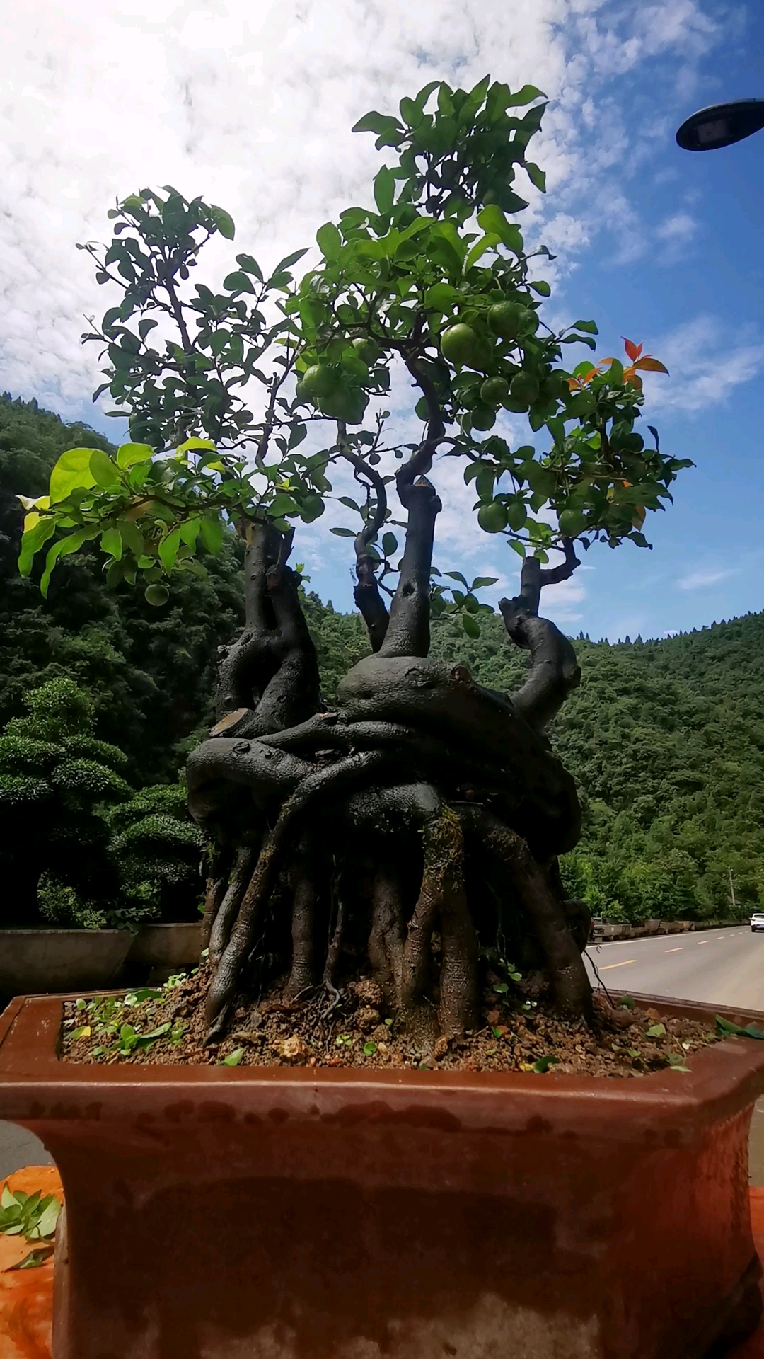 牛屎坨坨丛林血红果金弹子