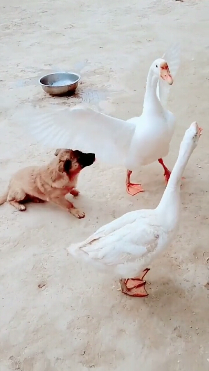 这狗狗太老实了,长这么大一嘴巴白长了,还斗不过嘴巴小的鹅
