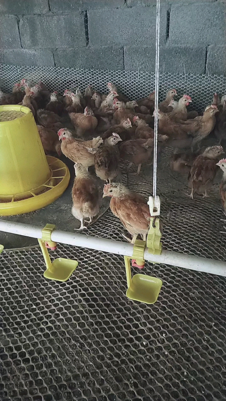 红玉鸡苗脱温苗,防疫全不做完,南方北方均可饲养