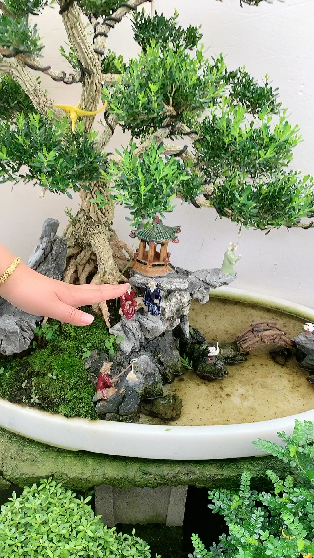 水旱盆景雀舌黄杨高端大气上档次-度小视